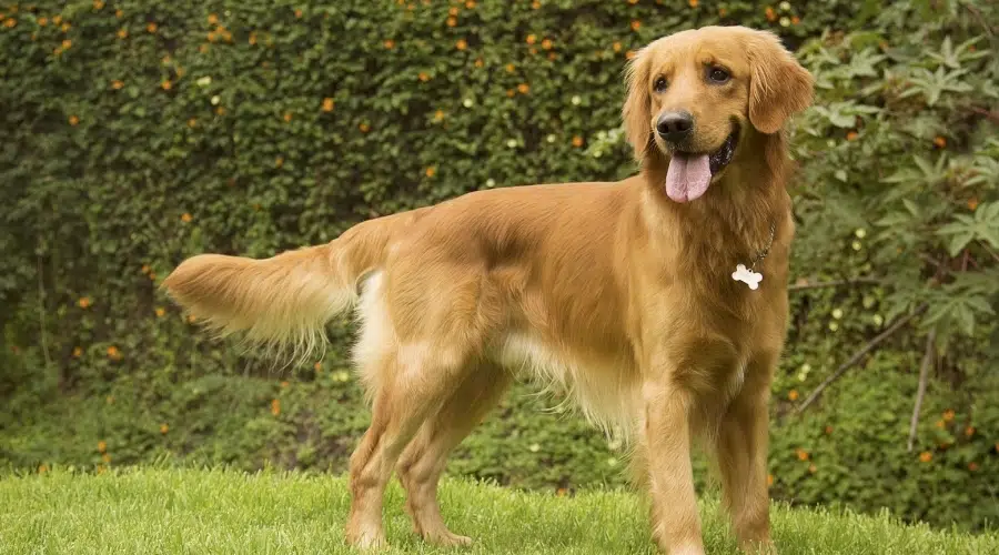 Perro rubio feliz de pie al aire libre