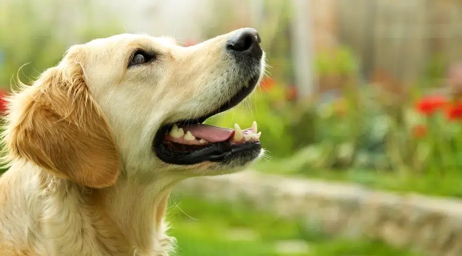 Perro Crema Mirando Hacia Arriba