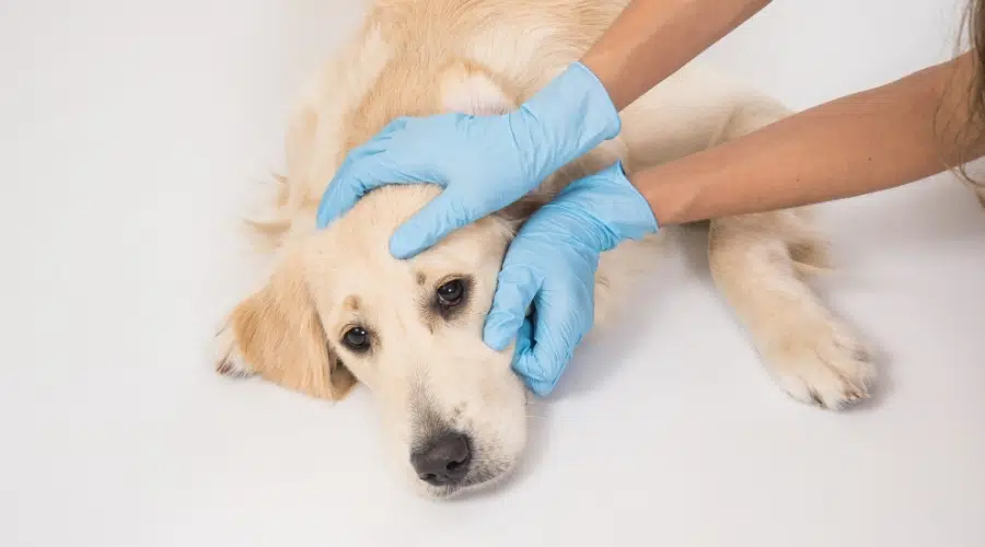 Perro crema siendo revisado en el veterinario