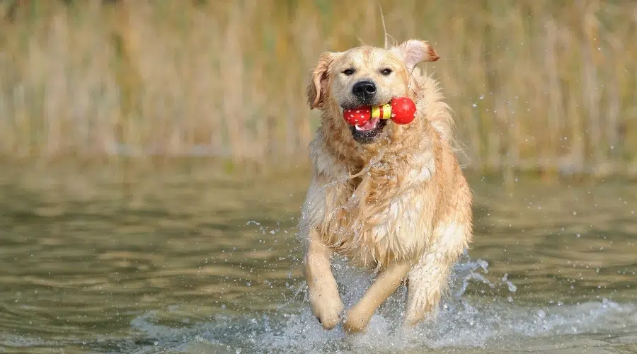 Perro Crema Corriendo En La Playa