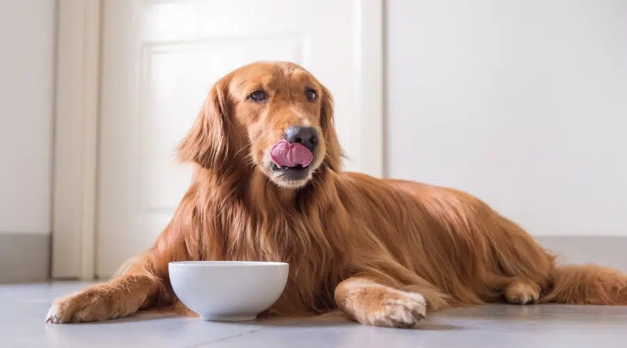 Perro rojo lamiendo sus labios