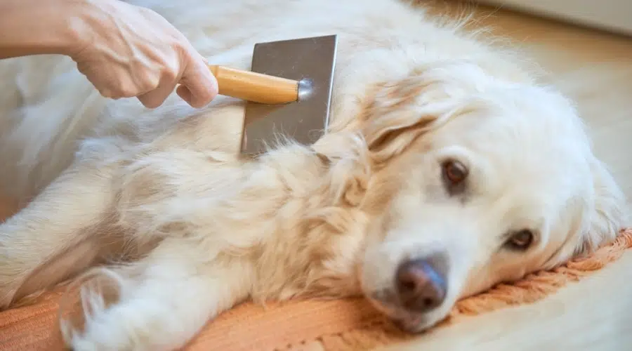 Perro crema siendo cepillado