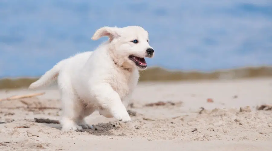 Cachorro crema corriendo en la playa