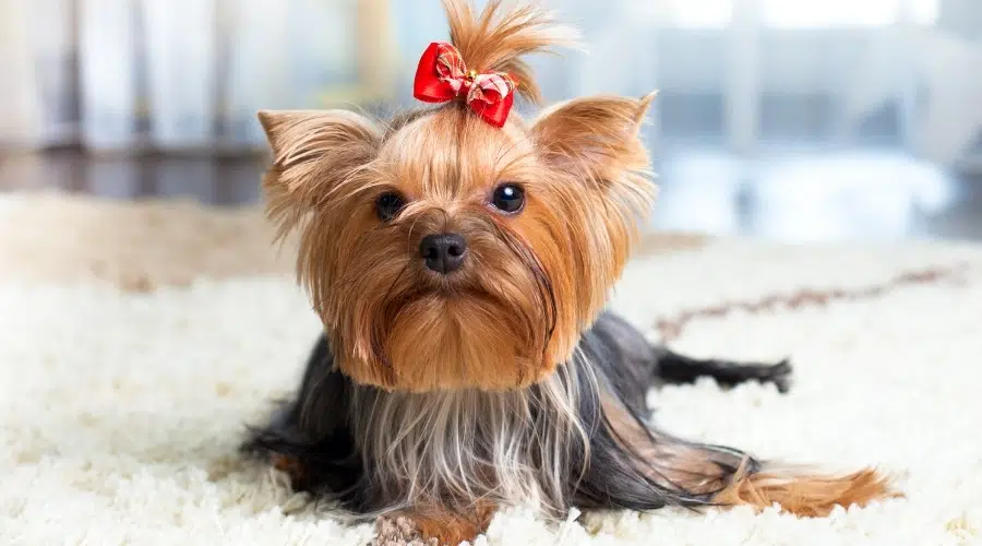 Pequeño perro azul y tostado con un lazo rojo