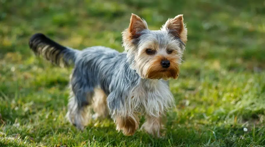 Pequeño perro azul y marrón caminando en la hierba