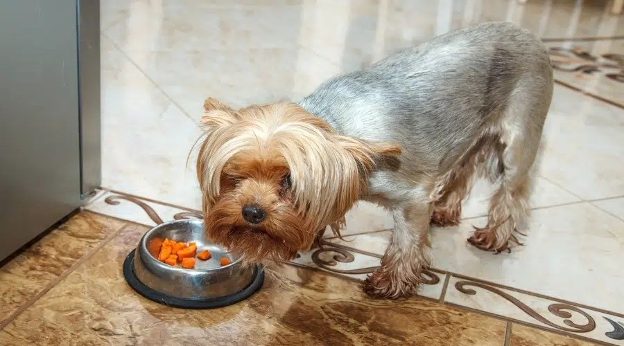 Pequeño perro azul y dorado comiendo zanahorias de un cuenco para perros