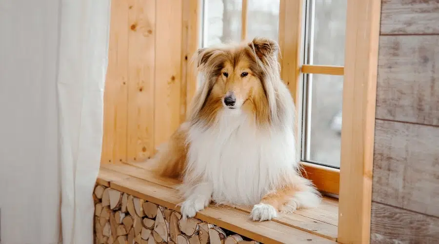 Un hermoso perro blanco y marrón se sienta en el alféizar de una ventana