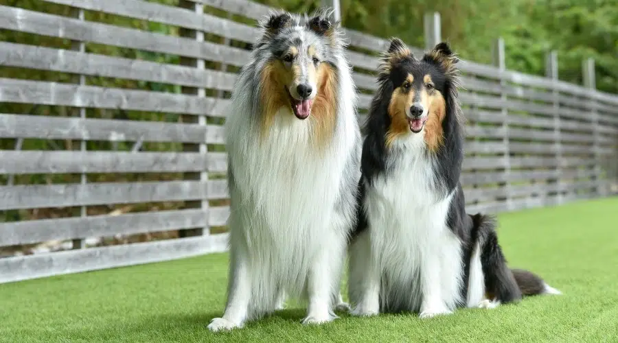 Dos perros felices sentados en un patio