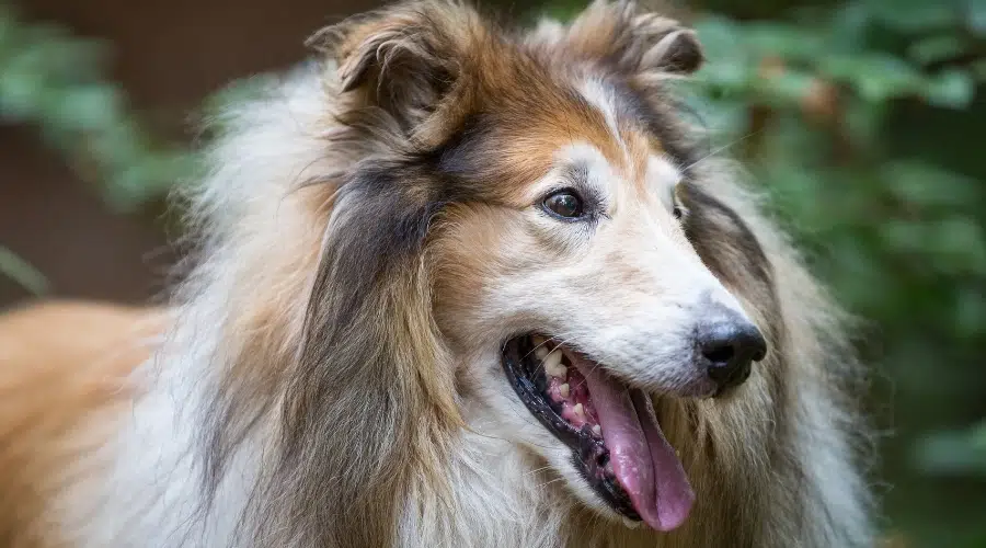 Perro mayor marrón y blanco jadeando