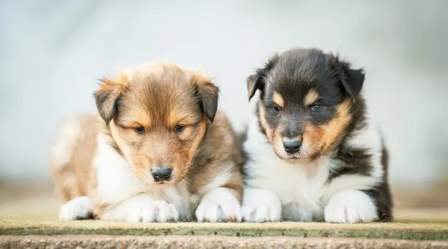 Dos cachorros pequeños