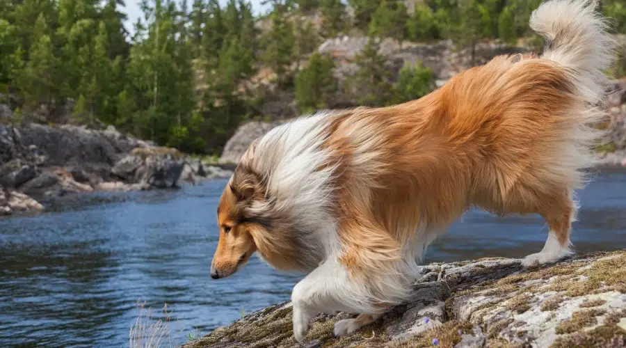 Precioso perro marrón y blanco en un lago