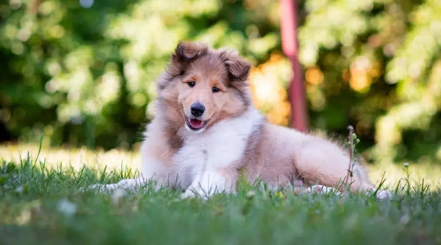 Lindo cachorro esponjoso descansando al aire libre