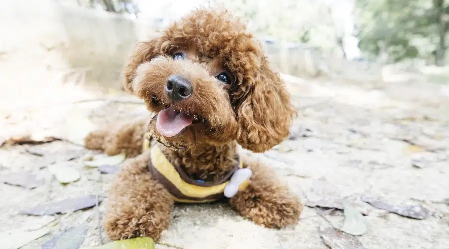 Pequeño perro marrón esponjoso feliz