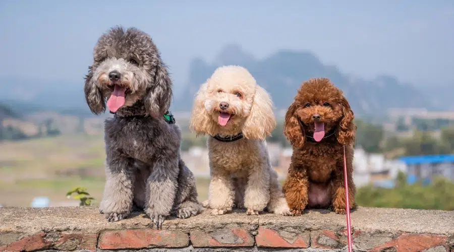 Perros azules, crema y marrones sentados en una pared