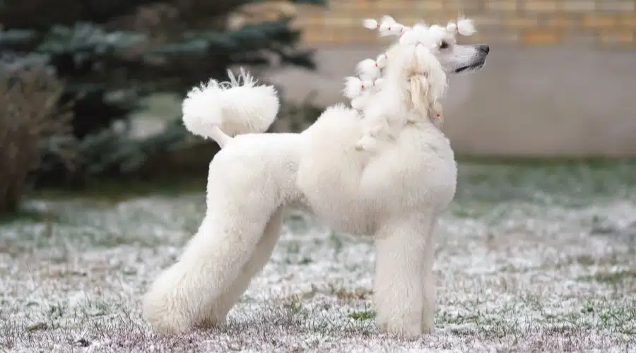 Perro blanco esponjoso de pie en la nieve