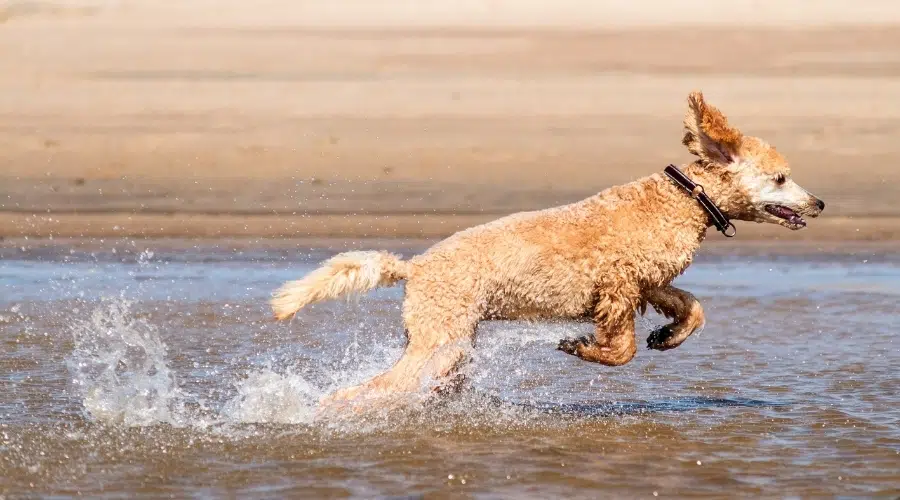 Perro esponjoso color crema jugando en el agua