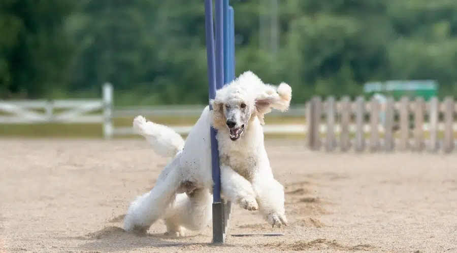 Perro blanco corriendo un curso de agilidad