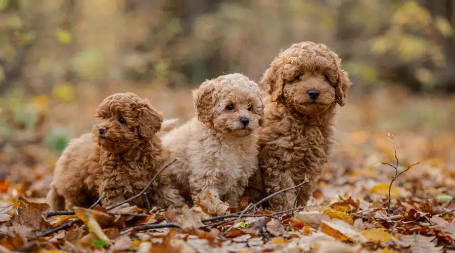 Tres cachorros de pie al aire libre