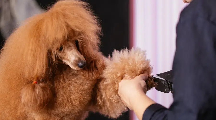 Perro marrón esponjoso con las garras recortadas