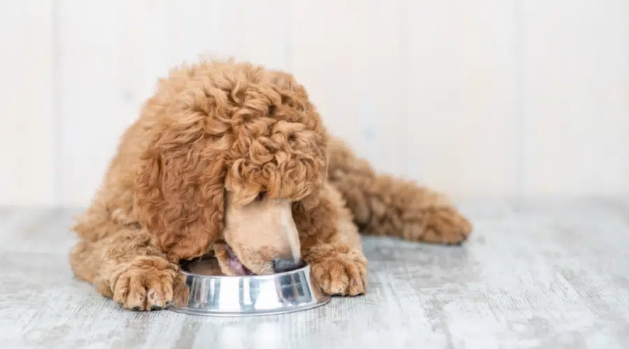 Café au Lait Perro comiendo de un tazón para perros