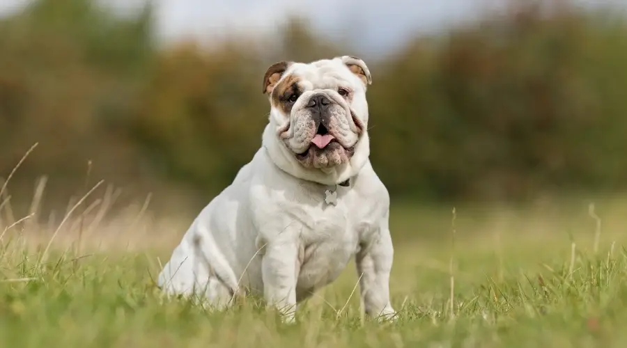 Bulldog en el campo