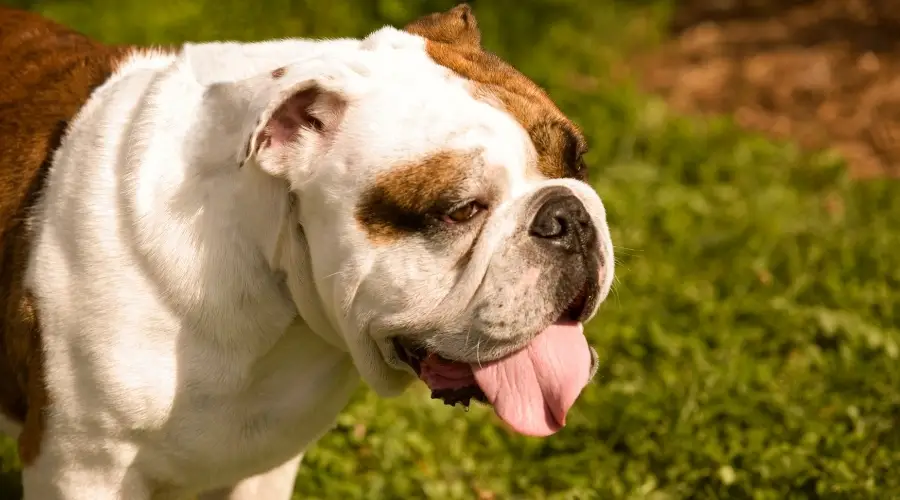 Bulldog gordo al aire libre