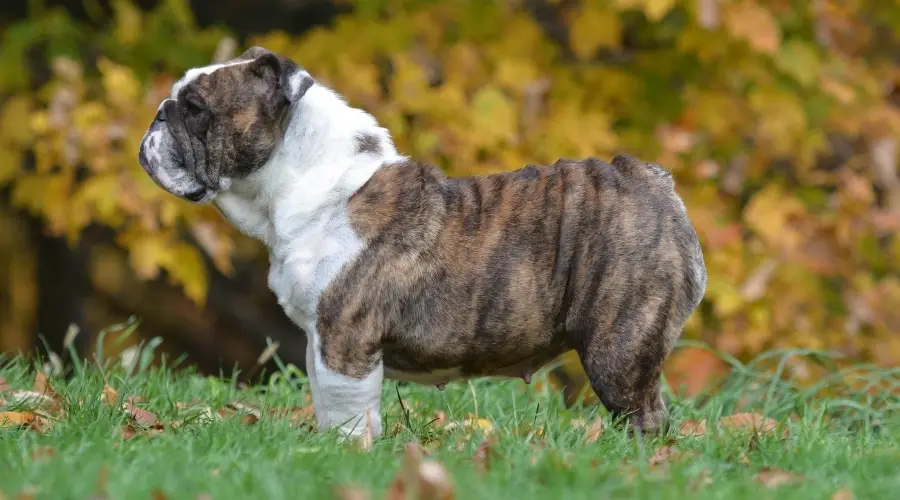 Perro atigrado en el campo