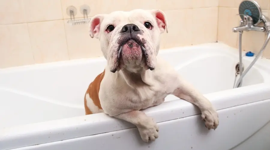 Bulldog Inglés Piebald en la bañera