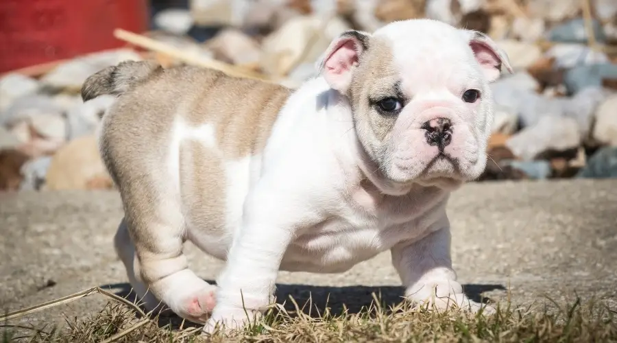 Cachorro caminando en la hierba