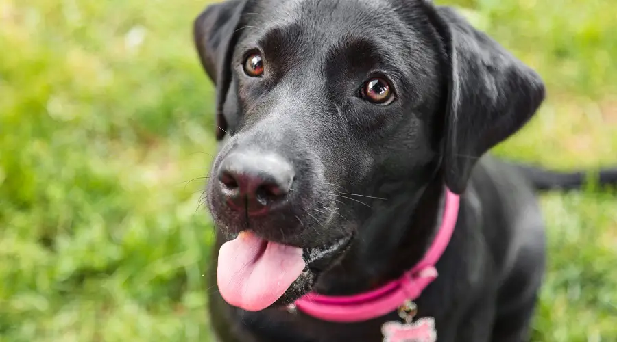Raza parental de Labrador Retriever