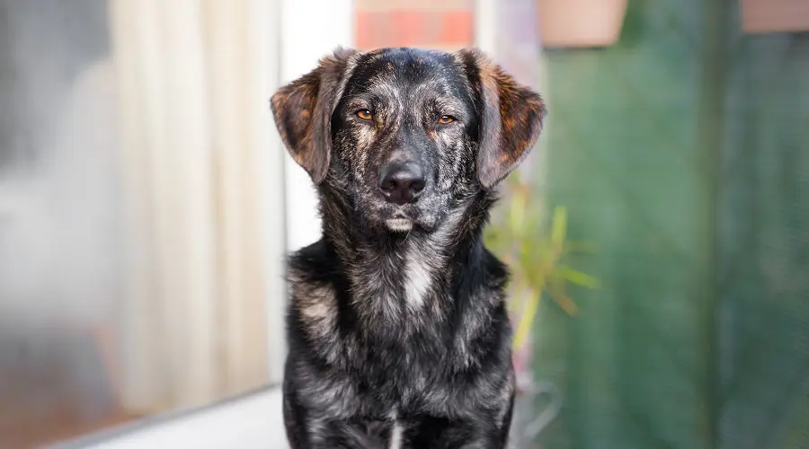 Cachorro mezcla australiano