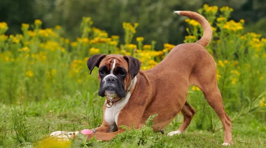 Perro marrón y blanco de Yellow Flowers