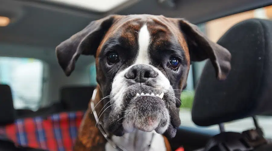 Cara de perro con mordida inferior