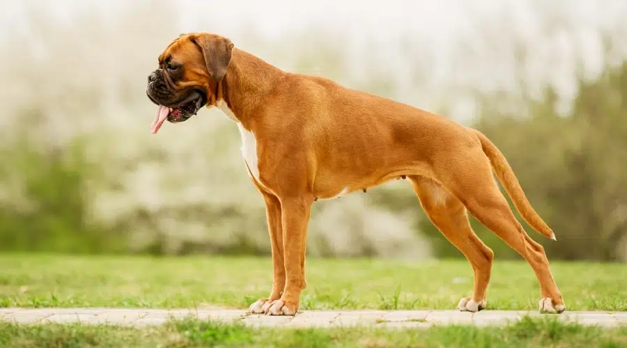 Vista de perfil de hembra perro marrón y blanco