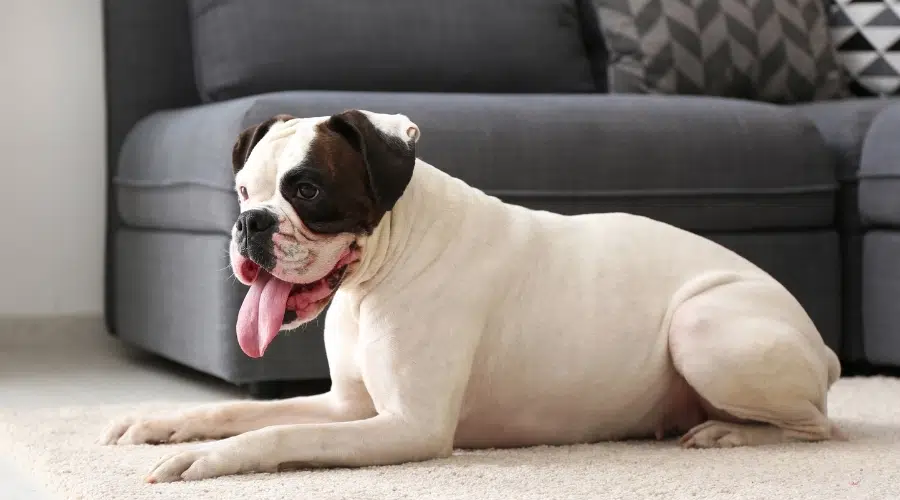 Perro blanco y marrón descansando en el suelo de la sala de estar