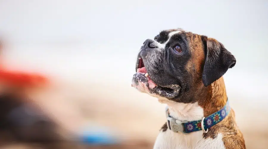 Perro marrón feliz mirando hacia arriba