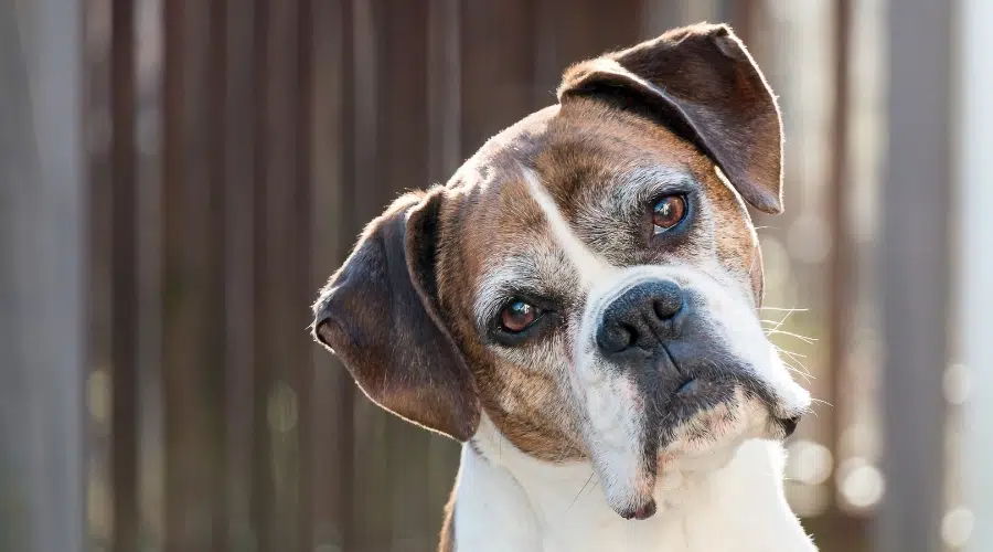 Perro mayor con cara canosa inclinando la cabeza