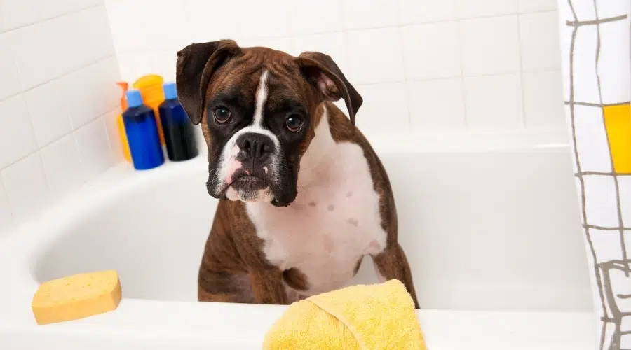 Perro marrón y blanco en una bañera