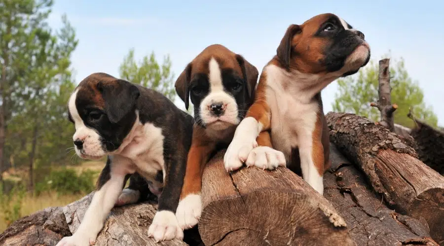 Tres cachorros marrones y blancos