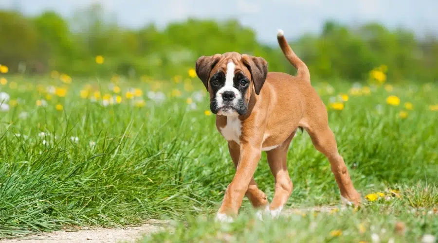 Cachorro marrón y blanco caminando en un prado