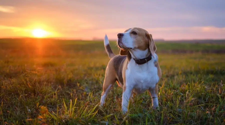 Perro de caza blanco, negro y tostado al aire libre al atardecer