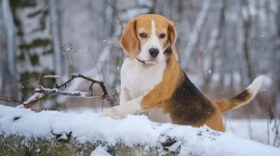 Perro de caza blanco, negro y tostado en la nieve