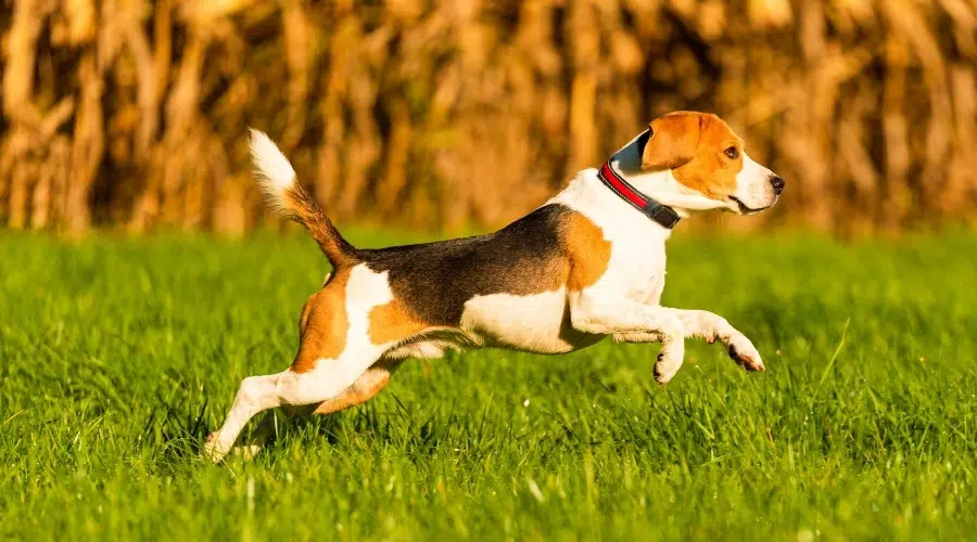 Perro blanco, negro y fuego corriendo afuera