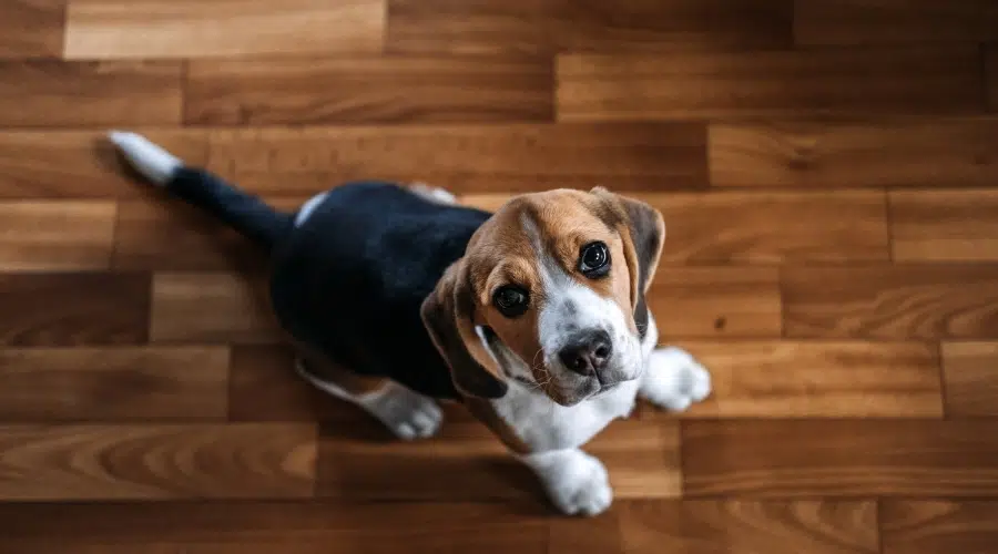 Perro joven blanco, negro y fuego sentado en el suelo de madera