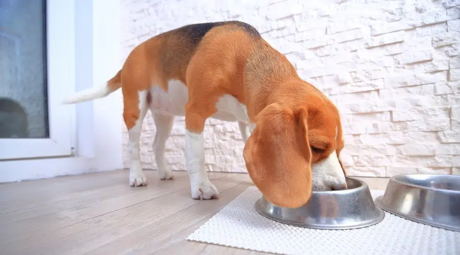 Perro blanco y naranja comiendo de un cuenco para perros