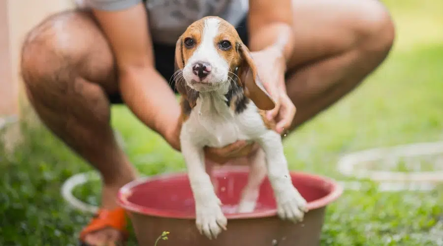 Cachorro blanco tostado y negro bañándose