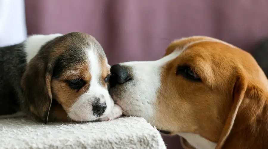 Perro mamá blanco tostado y negro besando a su cachorro