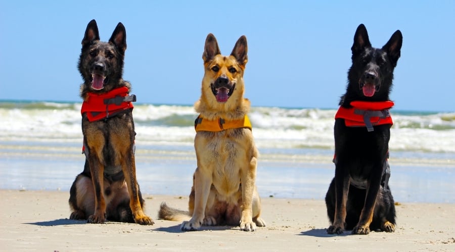 Tres perros sentados en una playa.