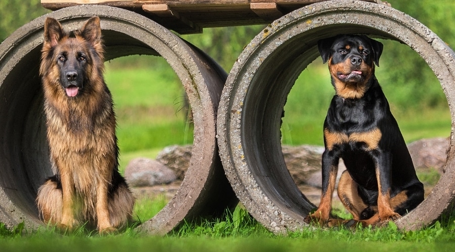 Perros de pelo largo y de pelo corto sentados al aire libre