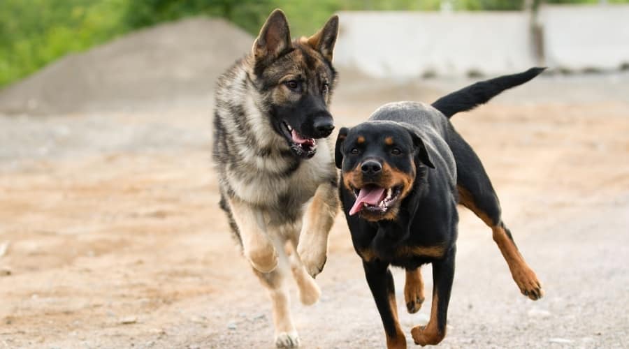 Dos perros corriendo en la arena